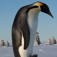 Rimozione link non naturali per Google Penguin